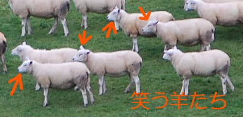笑う羊.jpg