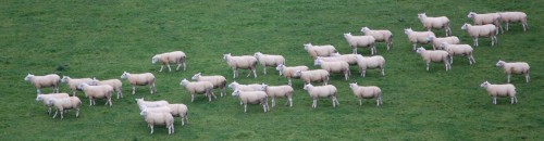 羊の群れ.jpg