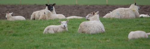 羊の群れ１.jpg